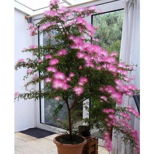 Calliandra Surinamensis LIVE TREE PLANTS