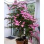 Calliandra Surinamensis LIVE TREE PLANTS
