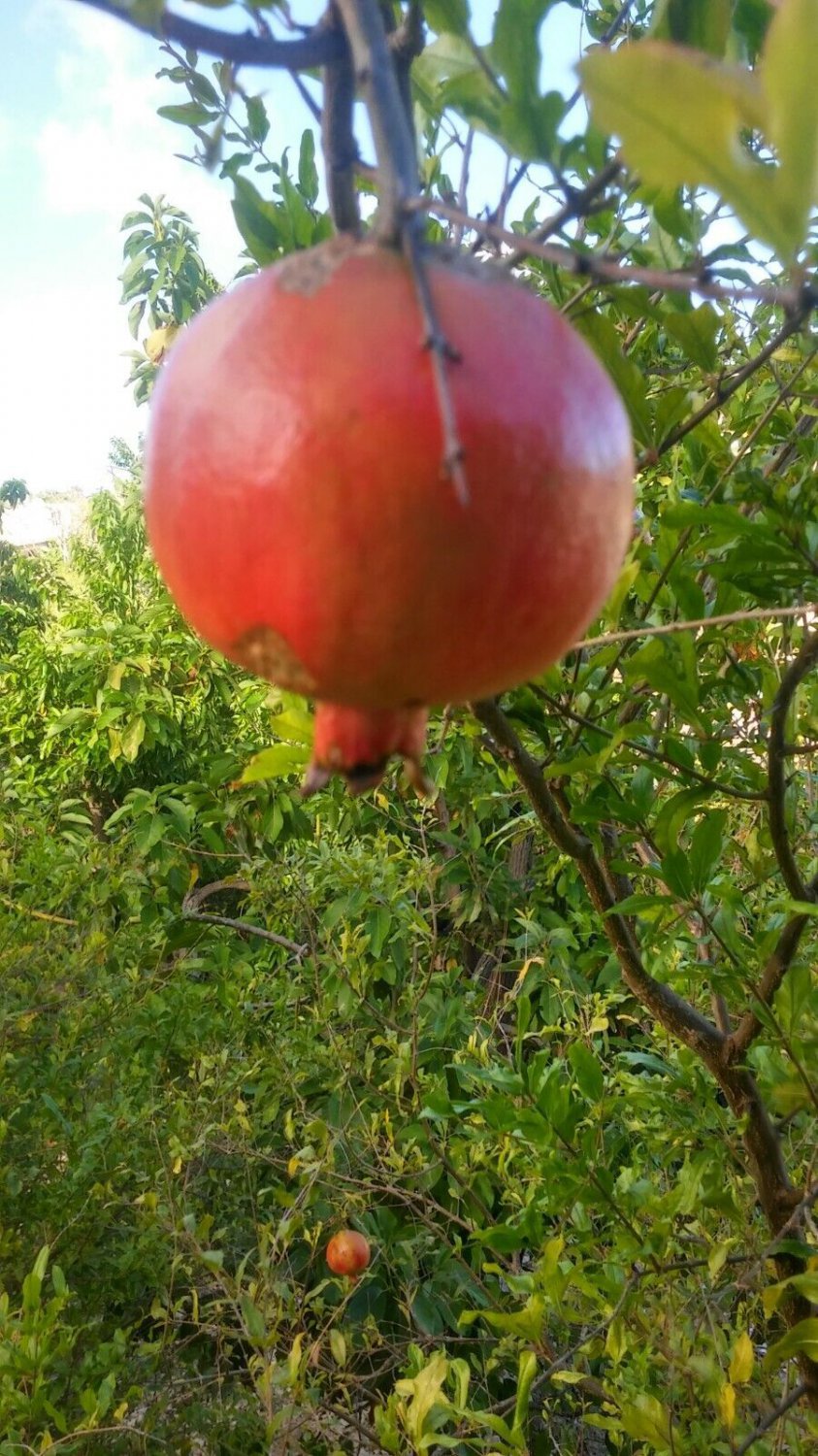 pomegranate tree live fruit plant 5''to 8''