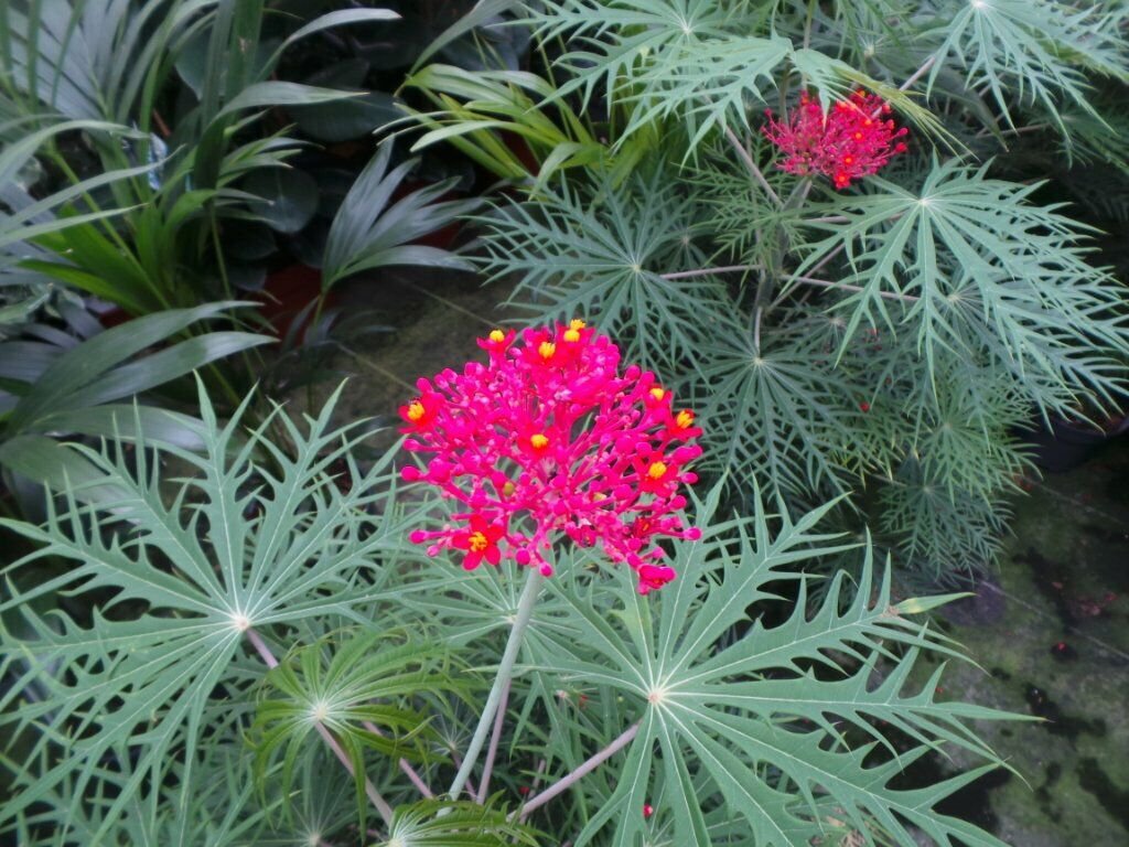 jatropha multifida live plan tree 15''