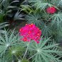 jatropha multifida live plan tree 15''
