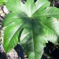 tartago tartagus Ricinus communis live tree plant