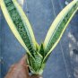 Sansevieria laurentii superba (Golden Snake Plant) live plant 6'' to 12''
