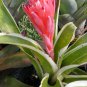 bromeliad--bromelia billbergia pyramidalis kioto live plant