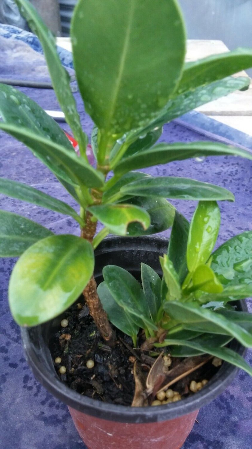 ficus Green emerald tree live plant (FICUS MICROCARPA) 5''/14''