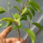 FICUS PRE.BONSA RETUSA LIVE TREE PLANTS