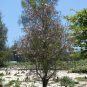 Pink Trumpet Tree. live plants Tabebuia heterophylla (Bignoniaceae) 10'' to 15''