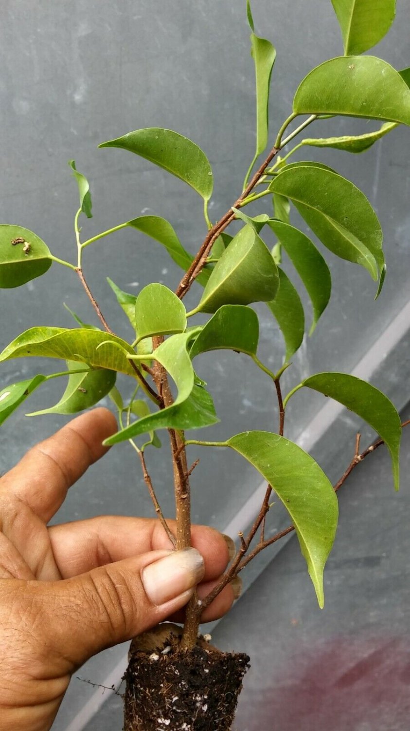 FICUS PRE.BONSA RETUSA LIVE TREE PLANTS