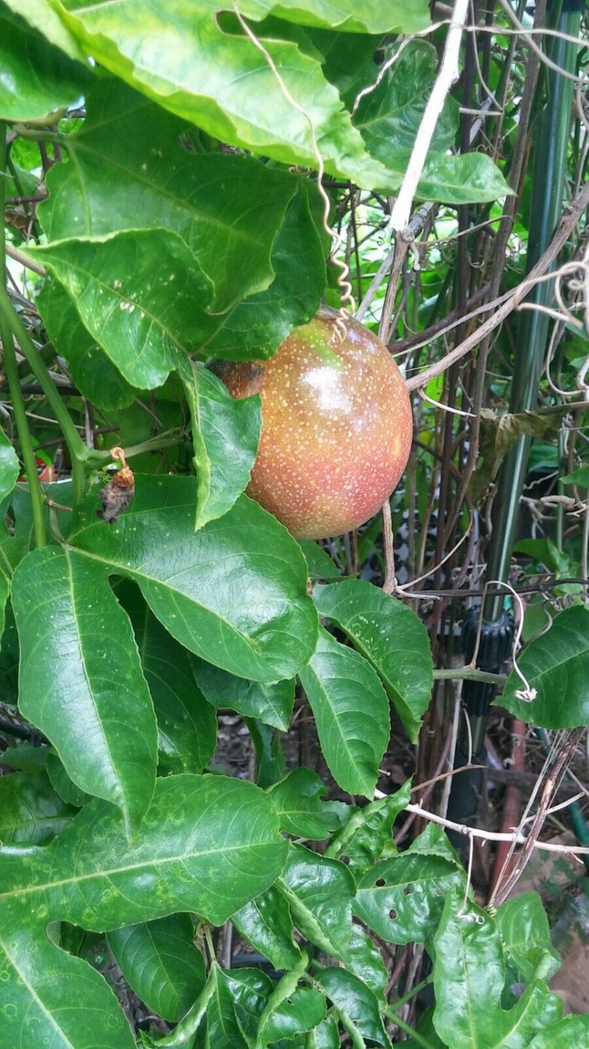 Passion Fruit plant live the fruit is big