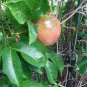 Passion Fruit plant live the fruit is big