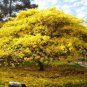 Jacaranda Mimosifolia ( FLAMBOYAN YELLOW ) TREE LIVE 4''-8'' (Delonix regia)