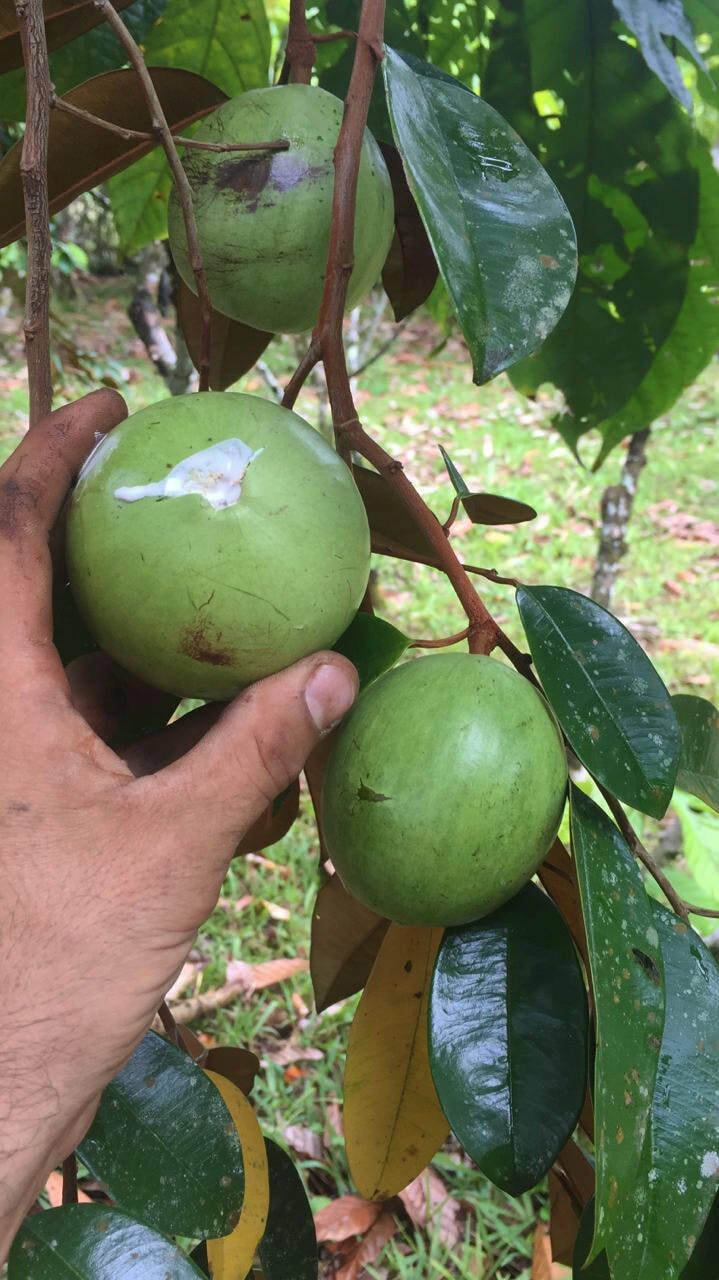 caimito star apple Pouteria abui green live tree plant
