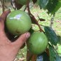 caimito star apple Pouteria abui green live tree plant