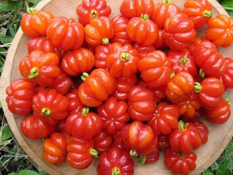 Surinam Cherry Eugenia uniflora LIVE PLANT Pitanga Brazilian tropical fruit tree