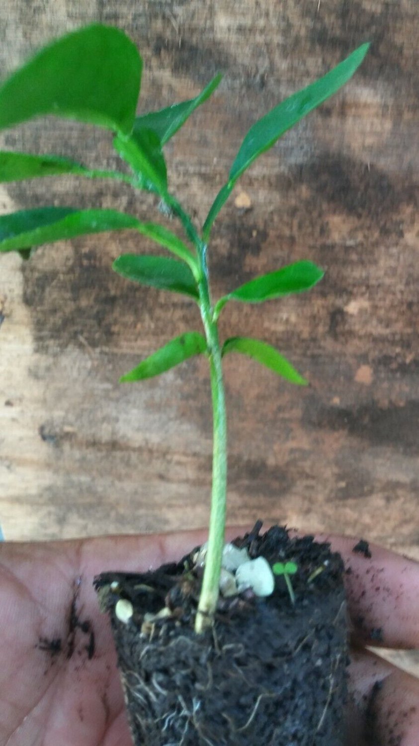 toronja trees, Grapefruit tree, live plant fruit 2'' to 5''