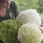 HYDRANGEA 'ABETWO - INCREDIBALL' - PLANT- APPROX 6-10 INCH - DORMANT/CUTBACK
