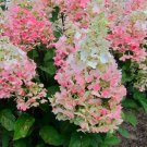 HYDRANGEA PANICULATA 'CANDLELIGHT' - STARTER PLANT - APPROX 5-6 INCH - DORMANT