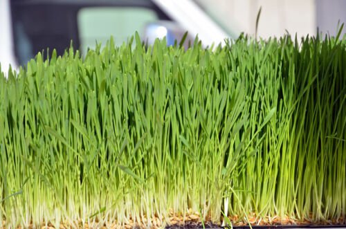 Seeds, 8 Pounds, Oatgrass, Cat Oat Grass Dog Antioxidant Pets Avena Sativa pasto