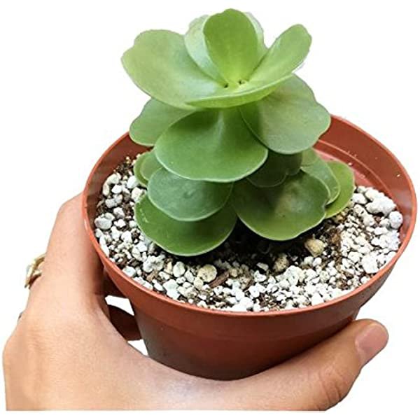 Large Portulaca Molokiniensis Succulent 6" Pot