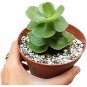 Large Portulaca Molokiniensis Succulent 6" Pot