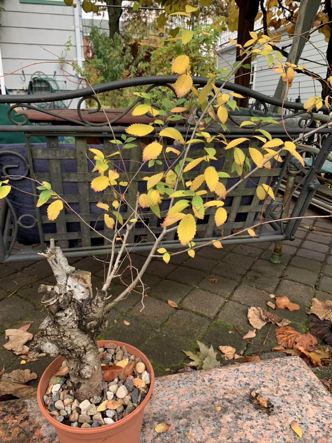 12-15 year old Slippery Elm tree (Ulmus Rubra) bonsai candidate exact plant