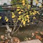 12-15 year old Slippery Elm tree (Ulmus Rubra) bonsai candidate exact plant