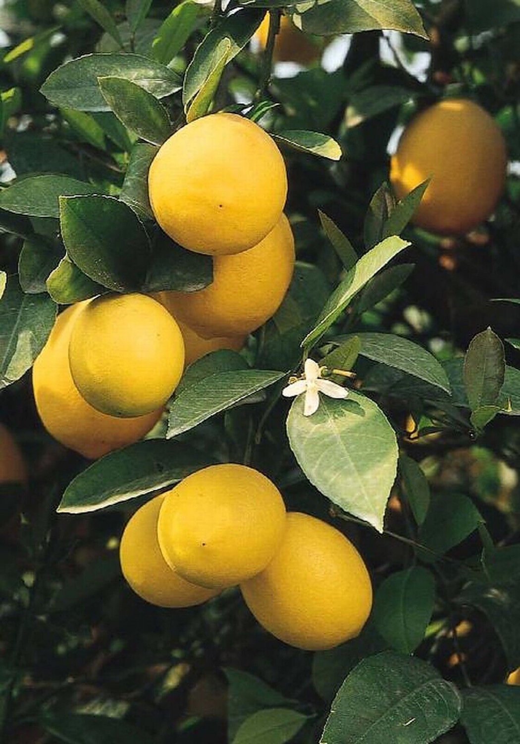 TEXAS ONLY! Improved Meyer Lemon Tree 3-4 ft. 2 y. o. Grafted