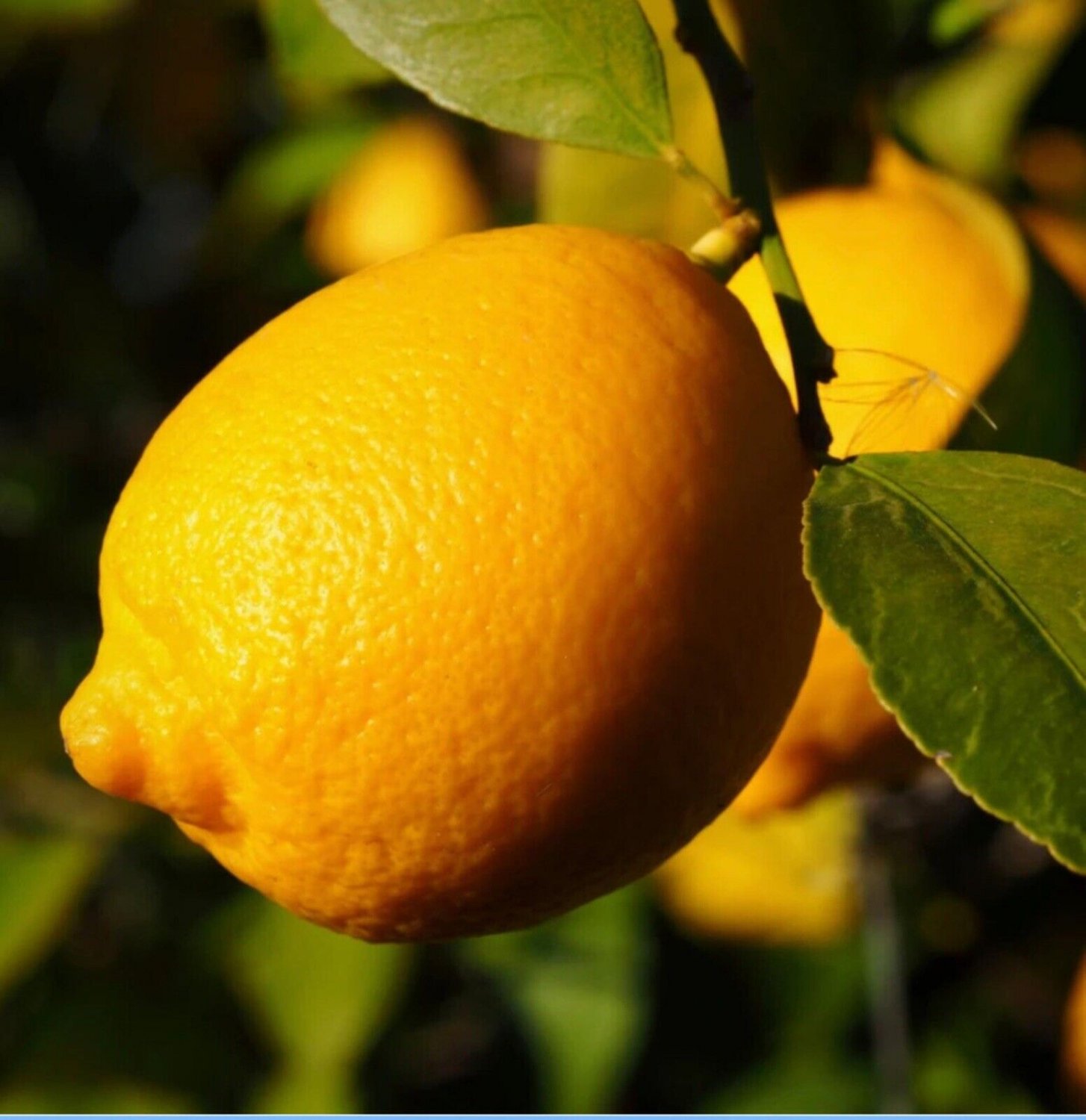 TEXAS ONLY! Lisbon lemon tree 3-4 ft. 1-2 y. o.