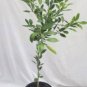 Bumper Satsuma Tree 3-4 ft. 2 y. o. Shipping to TEXAS ONLY!