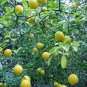 Exact plant 4-5 year old Trifoliate Orange (Poncirus trifoliata), 5ft. Tall