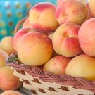Sugar Pearl Apricot, 2-3 year old grafted 4-5 ft. Tall
