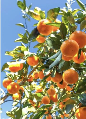 Florida only! Satsuma Mandarin (Citrus unshiu) grafted 1-2 ft tall plant