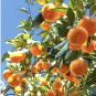 Florida only! Satsuma Mandarin (Citrus unshiu) grafted 1-2 ft tall plant