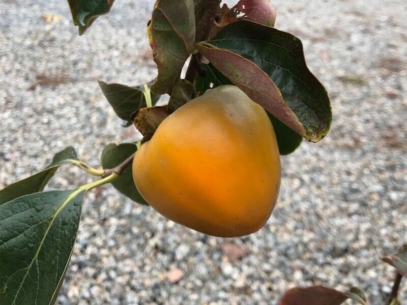 Diospyros kaki 'Steiermark' 1 gallon live plant 1-2 ft. Tall no ship to CA