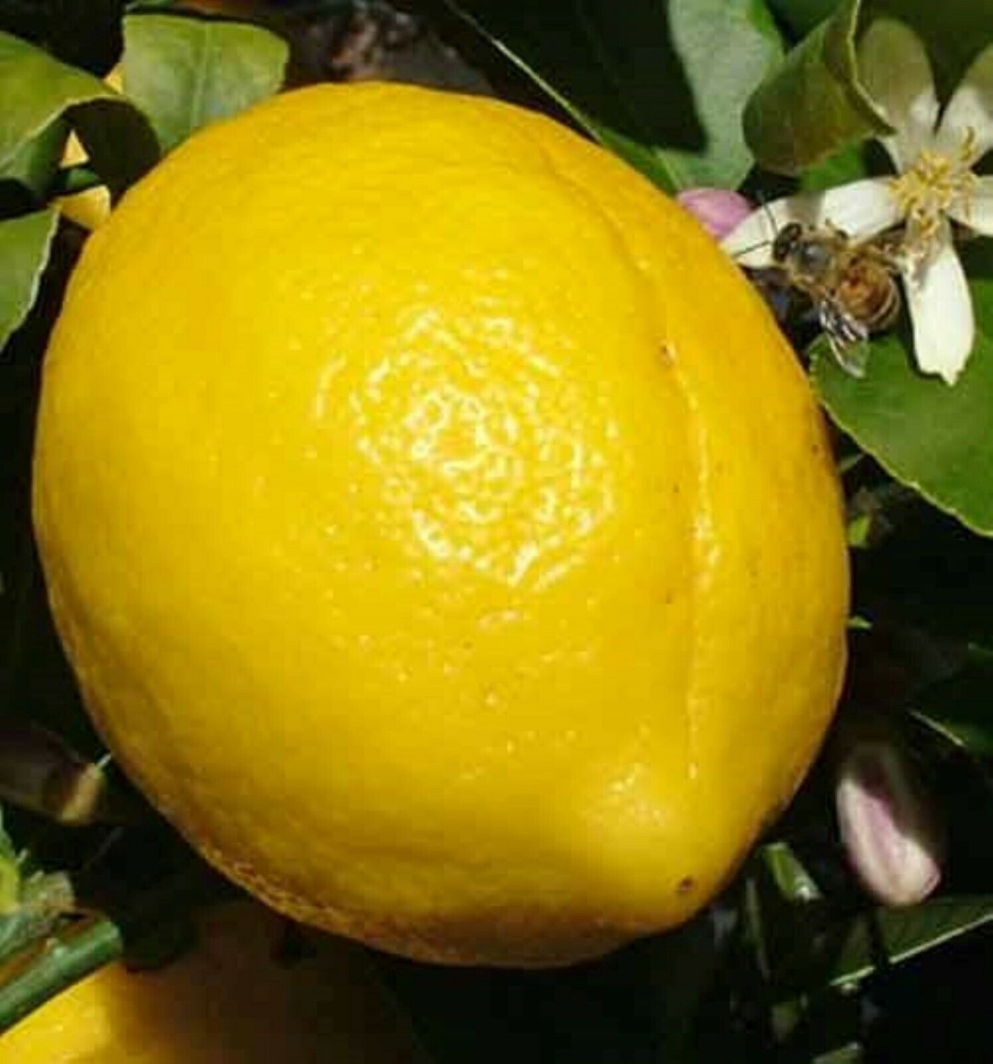 Genoa (Genova) Semi-Dwarf Lemon Tree, grafted, No Ship Az, Fl, La, Tx, Hi, Ak