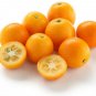Marumi Kumquat Tree, 18-36" tall, grafted