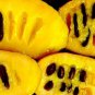 Paw Paw Susquehanna and Shenandoah (Asminia triloba) (2 plants)