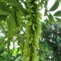 Chinese Wingnut, Pterocarya stenoptera, 240 Seeds (Rare, Fast, Showy) Ready To Ship
