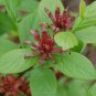 Carolina Allspice, Calycanthus floridus, 240 Seeds (Fragrant, Showy, Fall Color) Ready To ship