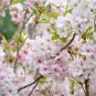300 Prunus Serrula- Paperbark Cherry Tree- Red Shiny bark glistens!