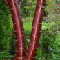 300 Prunus Serrula- Paperbark Cherry Tree- Red Shiny bark glistens!