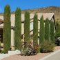 Italian Cypress Narrow Columnar, Cupressus sempervirens stricta (Fast Evergreen) 2400 Seeds