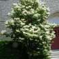 Japanese Tree Lilac, Syringa reticulata, 960 Seeds (Fast, Fragrant, Hardy) Ready To Ship