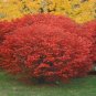 Burning Bush, Euonymus alatus, 960 Seeds (Fall Color, Hardy, Hedge) Ready To Ship