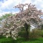 Tea Crabapple, Malus hupehensis, 960 Tree Seeds (Fast, Showy, Edible, Fall Color) Ready To ship