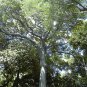 Kapok (Silk Cotton Tree), Ceiba pentandra, 960 Seeds (Fast, Tropical) Ready To Ship