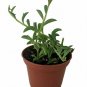 String of Dolphin, 3"" potted plant, Succulent flowering-plants