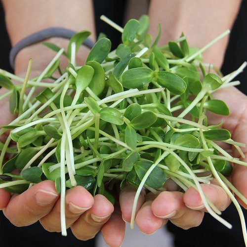 Microgreen, 6 Pack Microgreen Seed Assortment 4 Ounces Each .. FREE Shipping