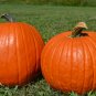 Big Max Pumpkin, Cucurbita pepo Big Max, 240 Seeds Ready To Ship
