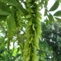 Chinese Wingnut, Pterocarya stenoptera, 120 Seeds (Rare, Fast, Showy) Ready To Ship
